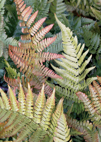 Dryopteris erythrosora 'Brilliance'